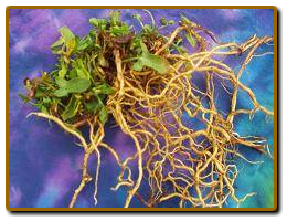 Sheep Sorrel Leaf and Roots